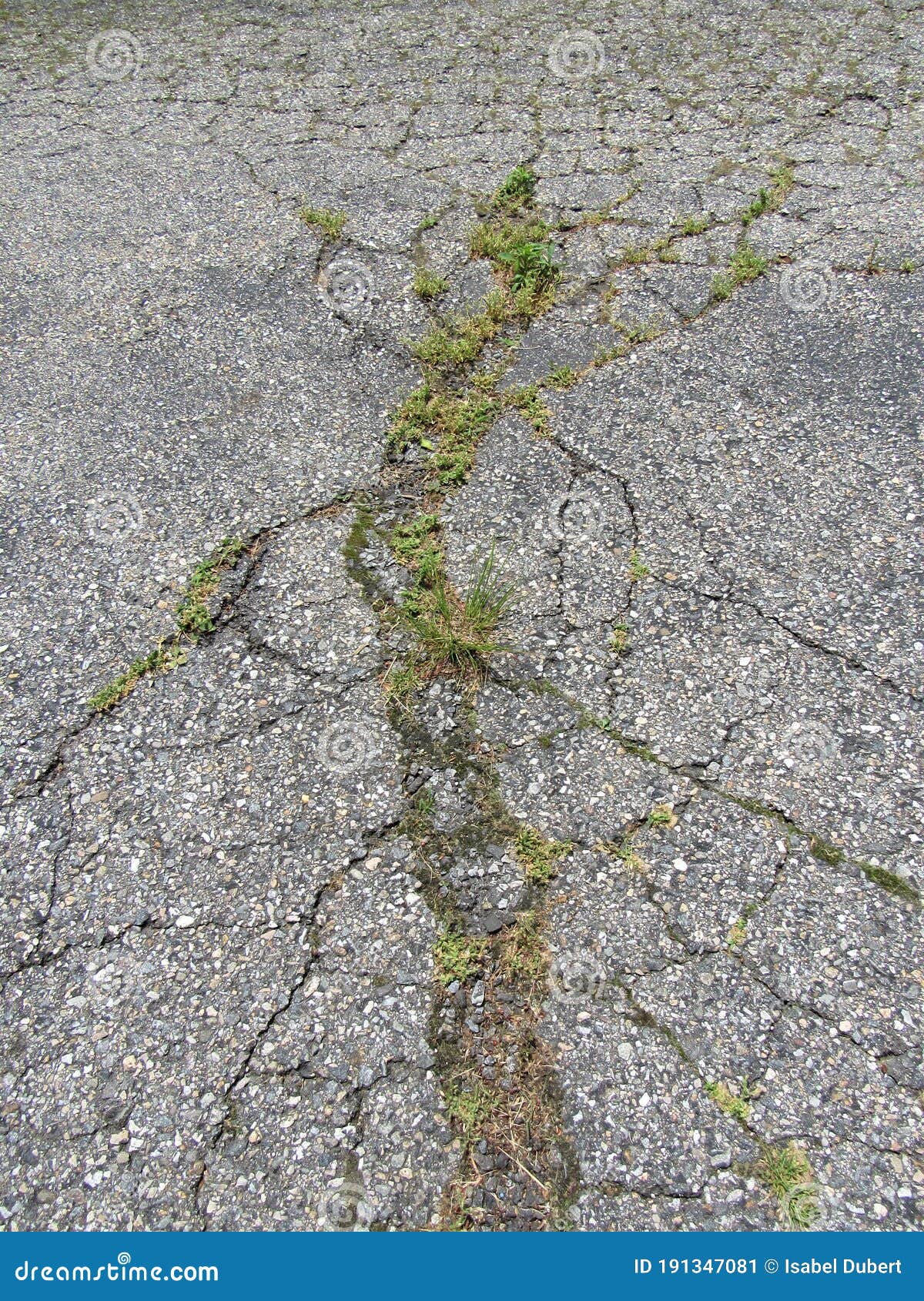 Weeds Growing through Cracks on a Driveway Stock Image Image of grass