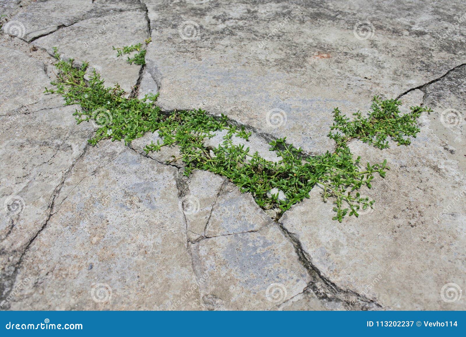 sidewalk cracks weeds