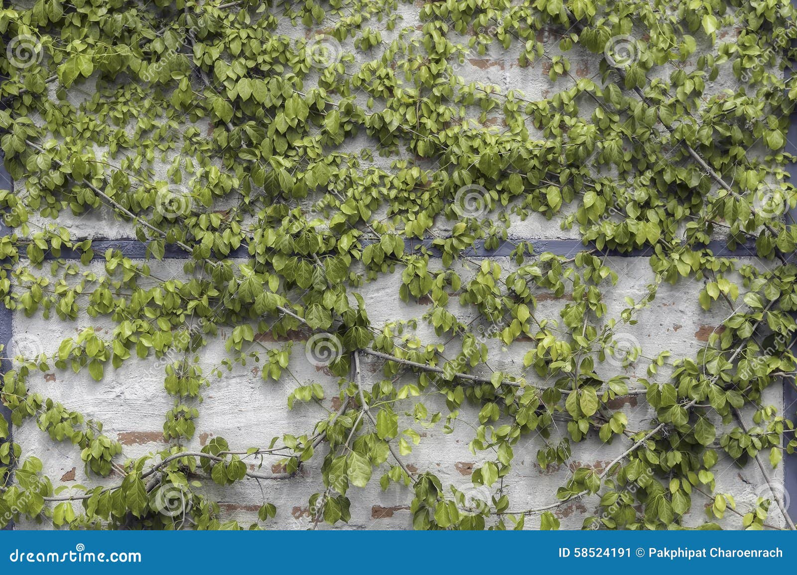 Weeds Hanging on Stone Concrete Wall. Stock Image Image of decorative