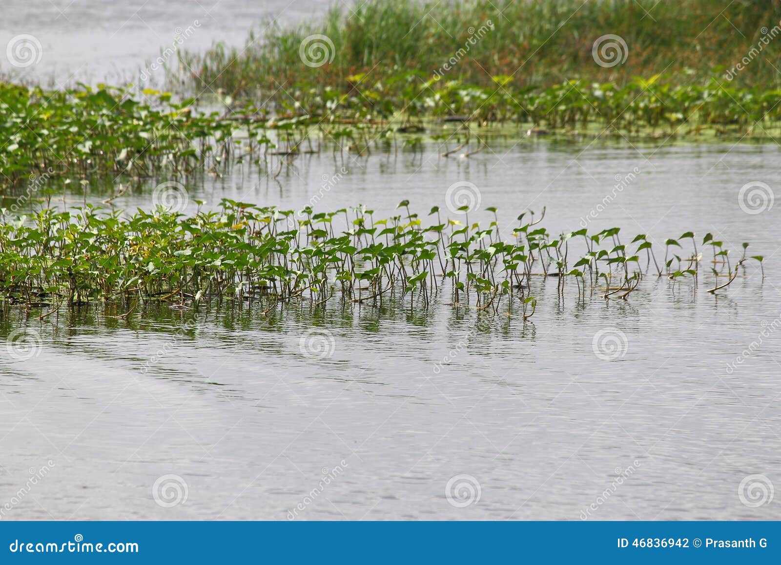 Weeds on a lake stock photo. Image of weeds, ecosystem 46836942