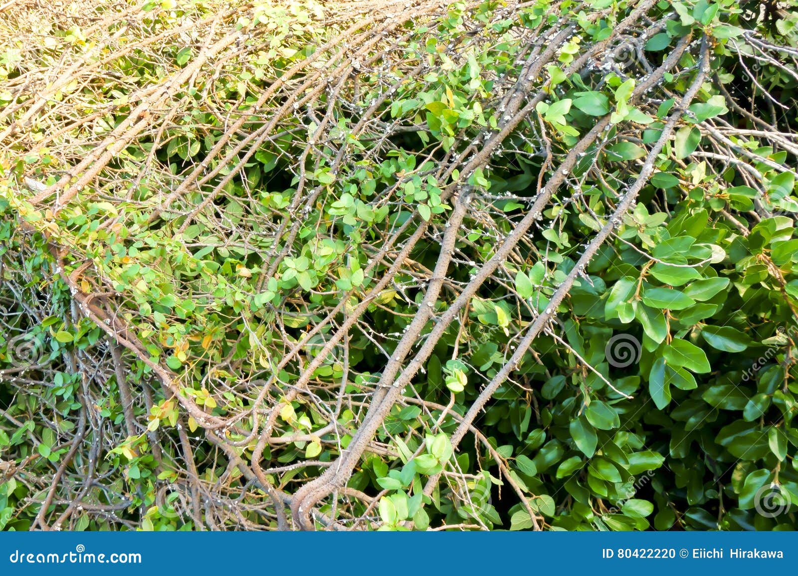 Weeds and shrubs stock photo. Image of weeds, shrub, covering 80422220