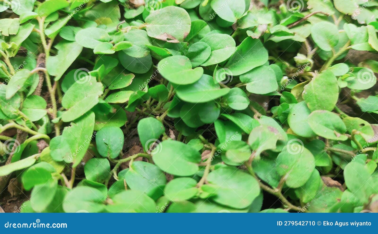 Weeds thrive in arid land stock photo. Image of arid 279542710