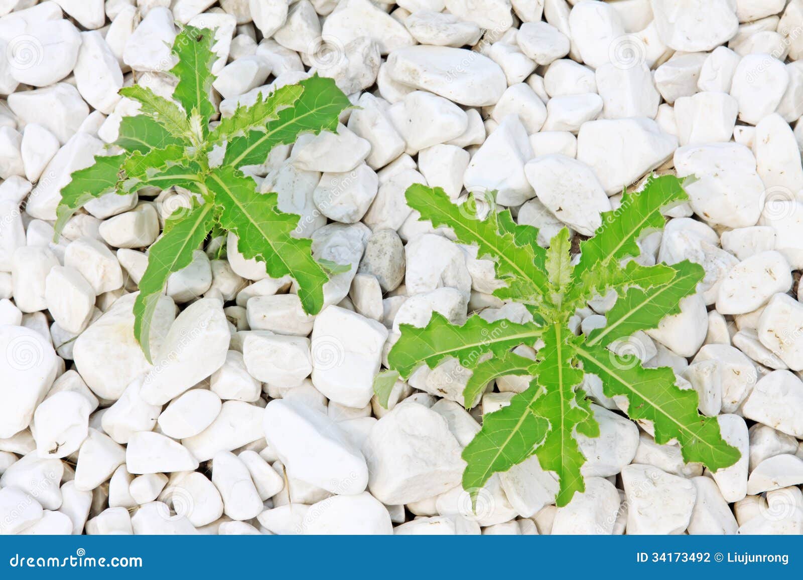 Weeds in White stones stock photo. Image of garden, material 34173492