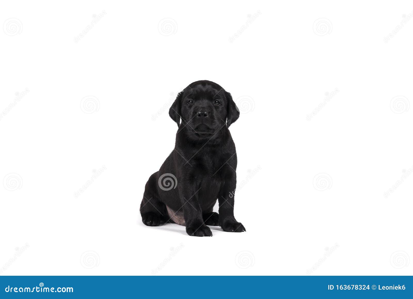 5 week old chocolate lab