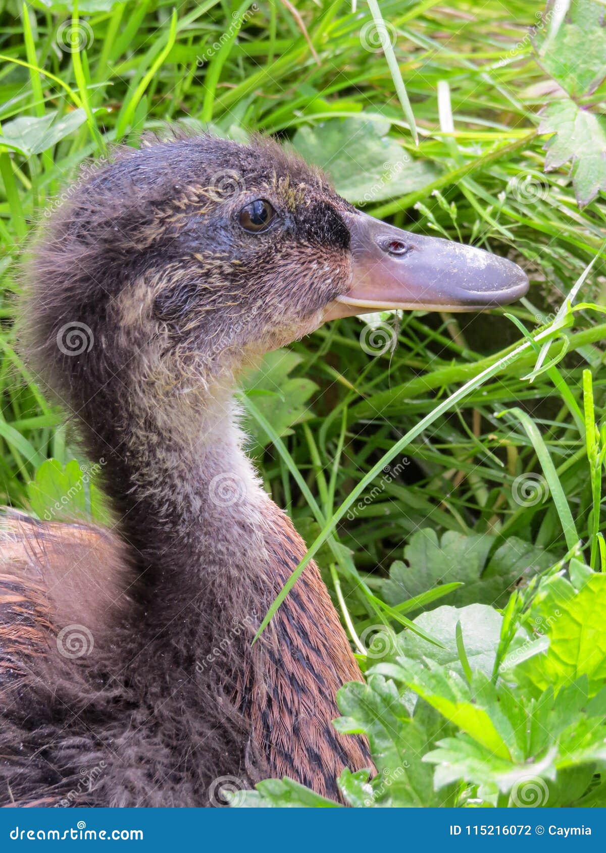 150 Duck Sex Stock Photos photo