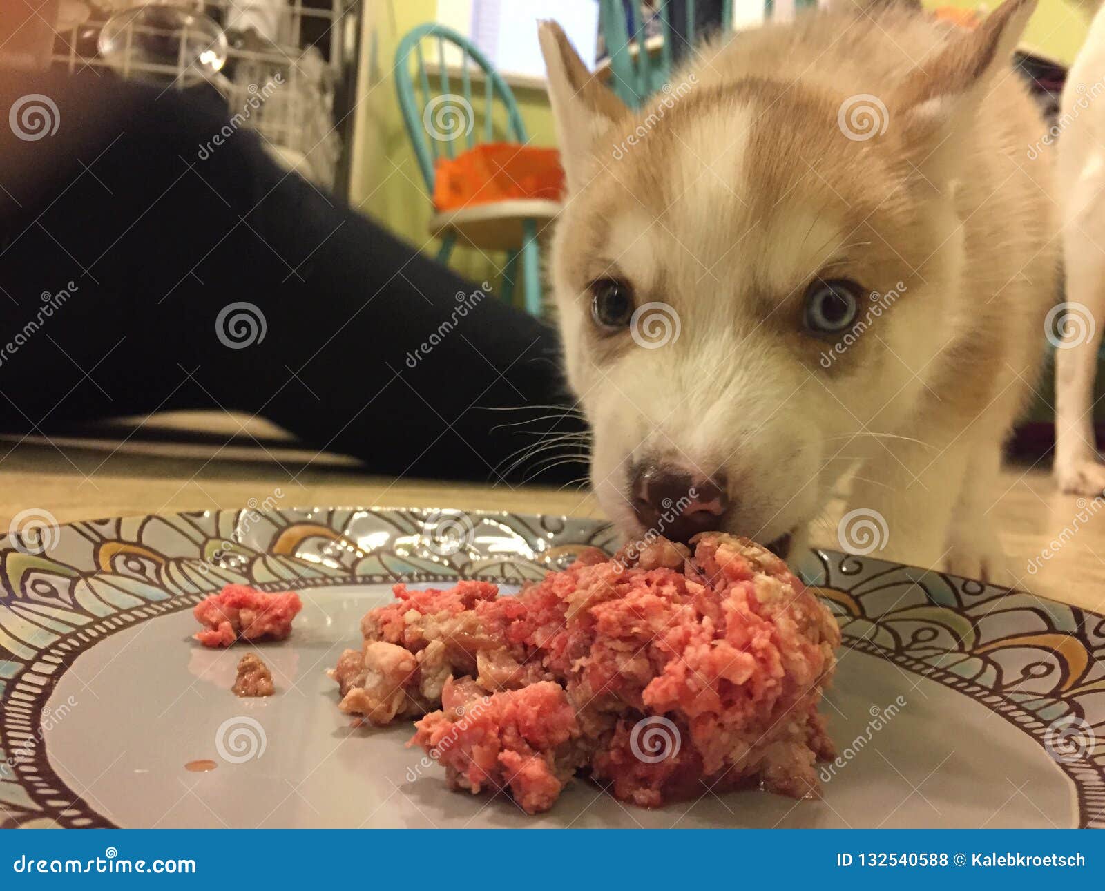 can you give puppies raw meat