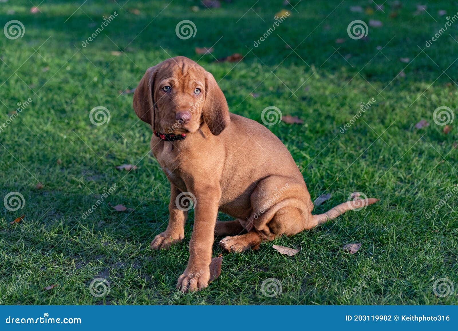 grijs Vrouw Premier 9 Week Old Vizsla Puppy on the Grass Stock Photo - Image of sitting,  animal: 203119902