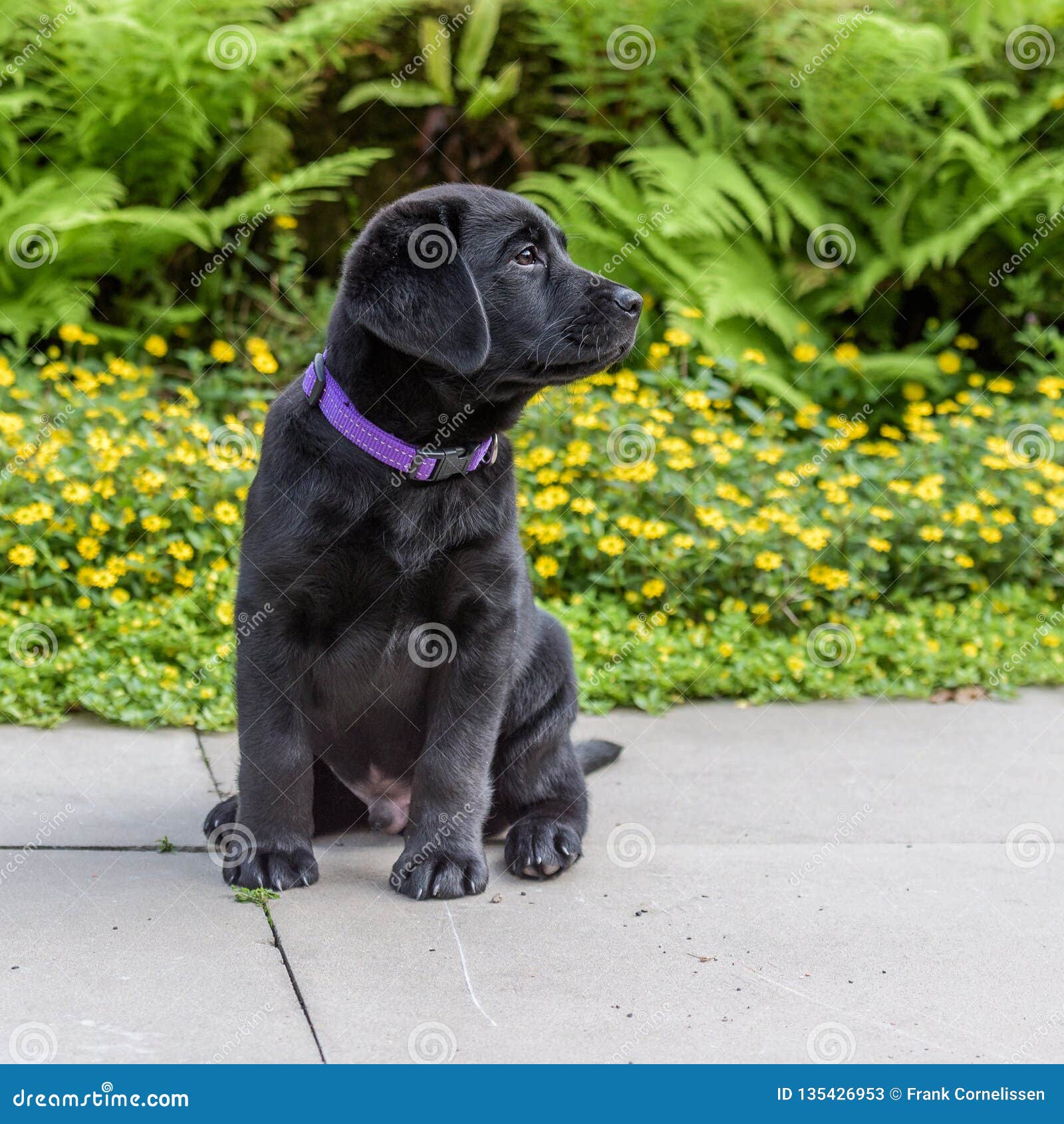 voedsel huren Tarief 9 Weeks Old Black Labrador Retriever Puppy Posing in the Garden Stock Image  - Image of funny, animal: 135426953