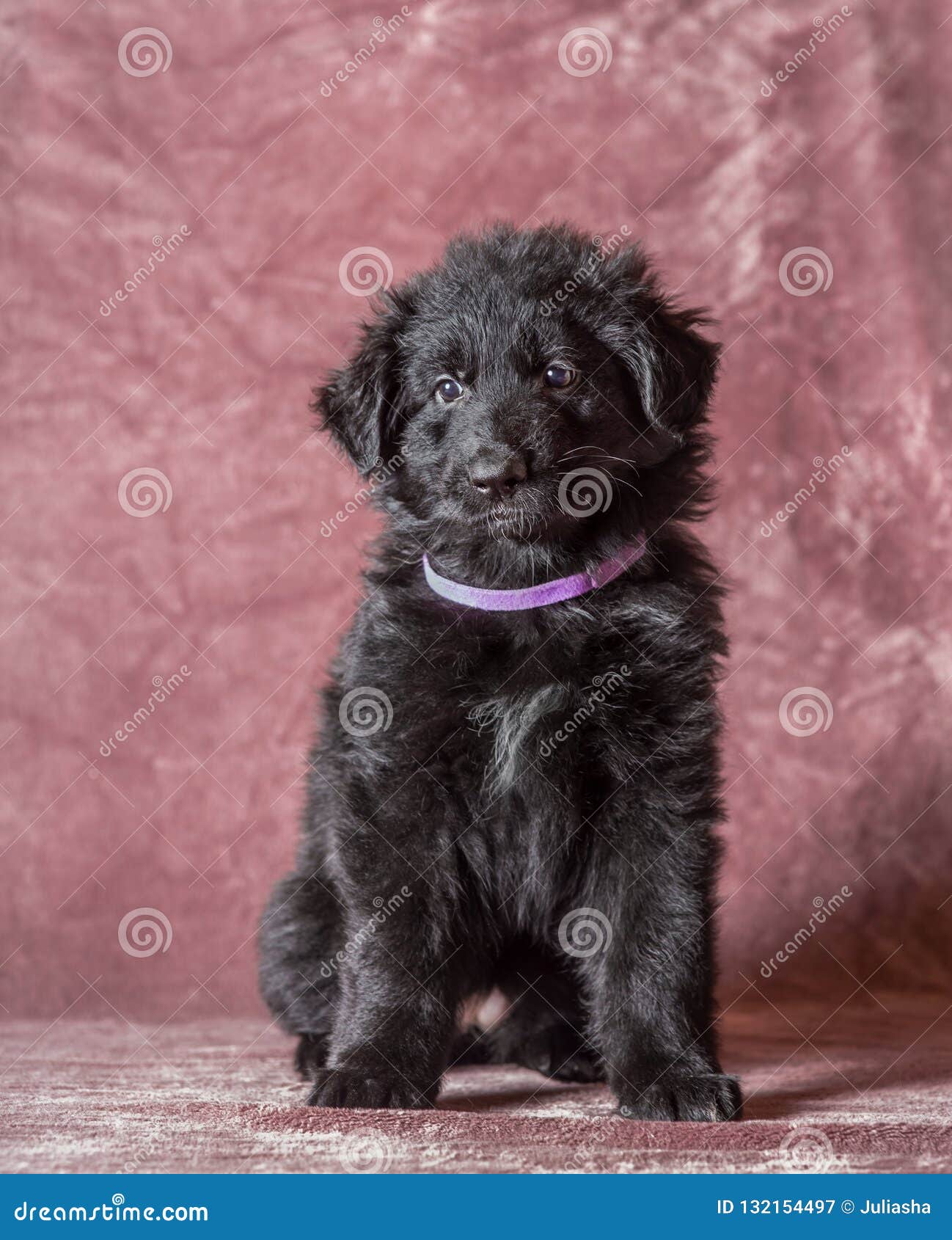 long haired german shepherd puppies