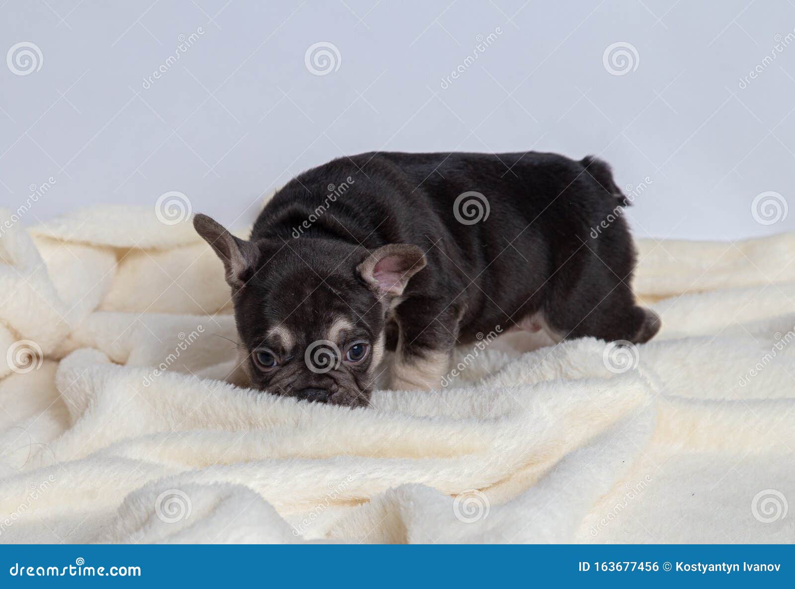 4 Weeks Puppy French Bulldog Stock Photo - Image of brown, whitedog ...