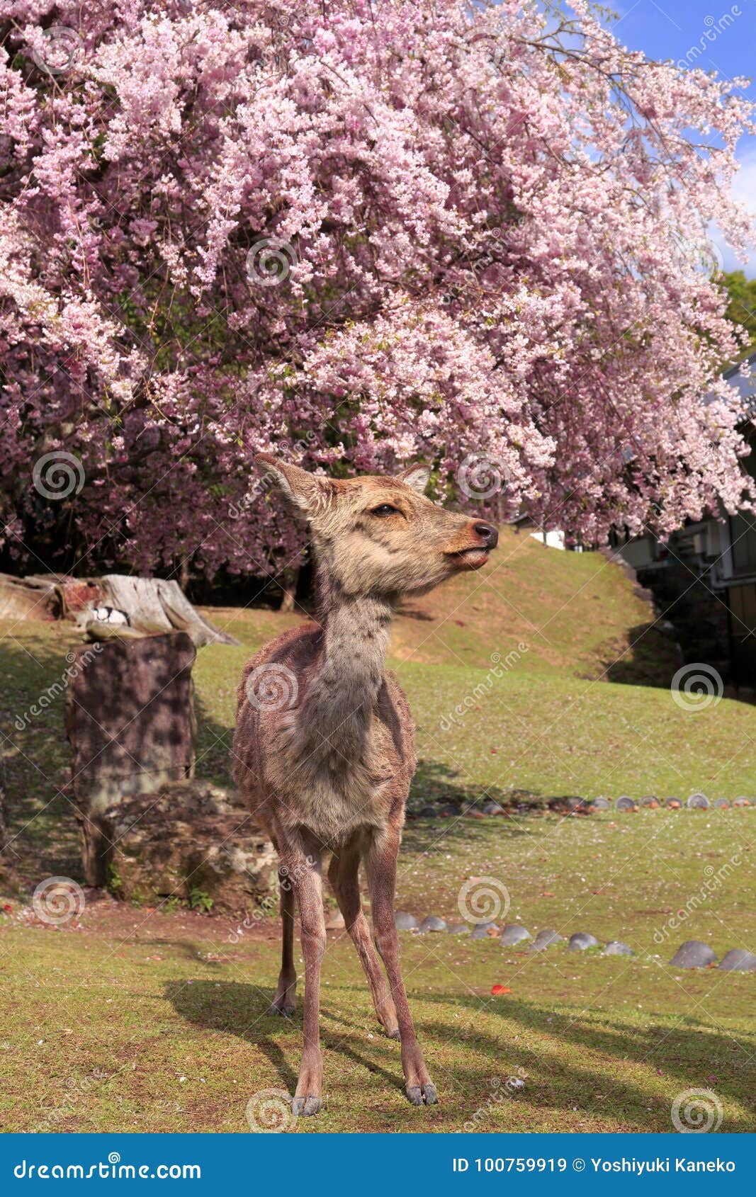 Weeping Cherry Deer Stock Photos Free & RoyaltyFree Stock Photos