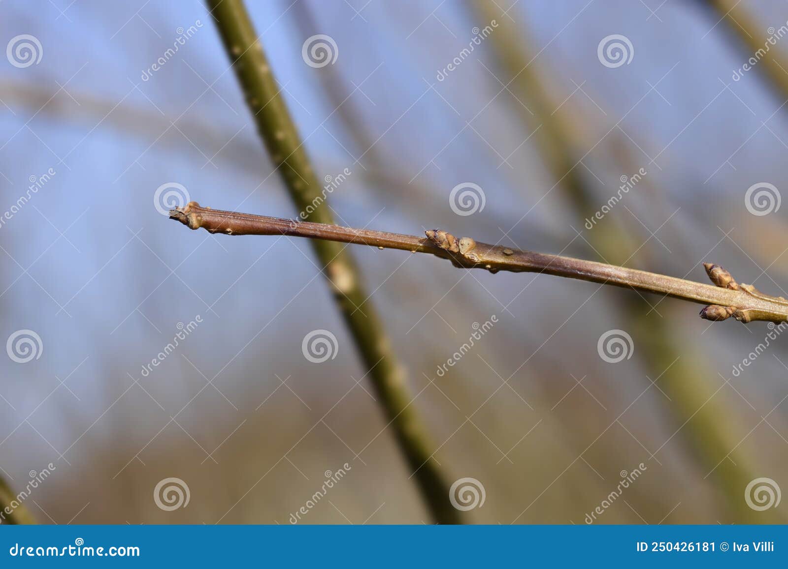 Weeping forsythia stock image. Image of brown, close 250426181