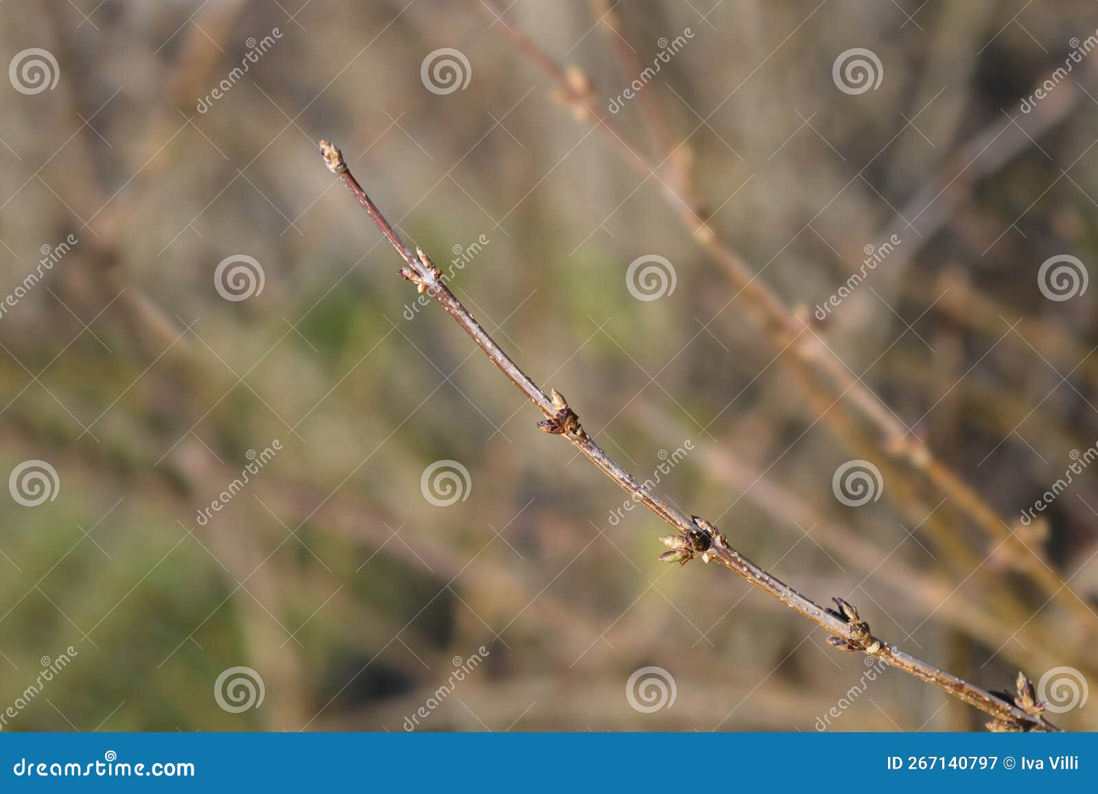 Weeping forsythia stock image. Image of flower, garden 267140797
