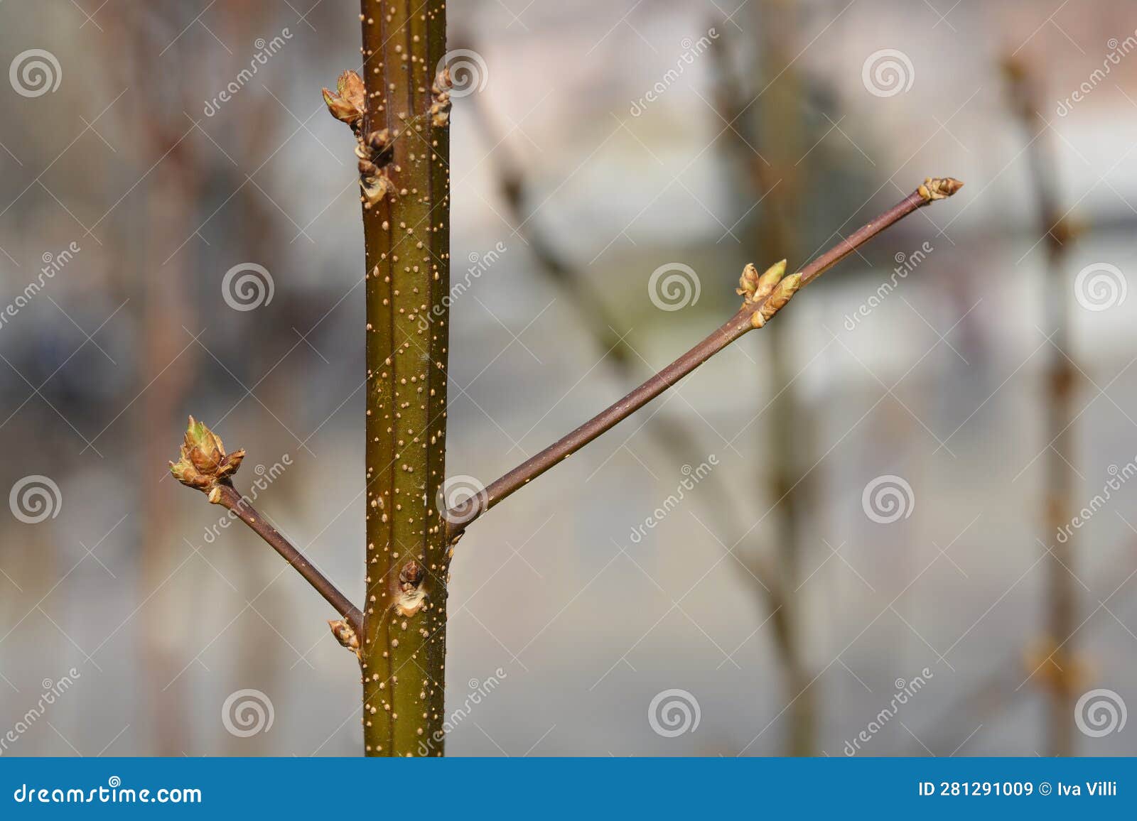 Weeping forsythia stock image. Image of winter, branch 281291009