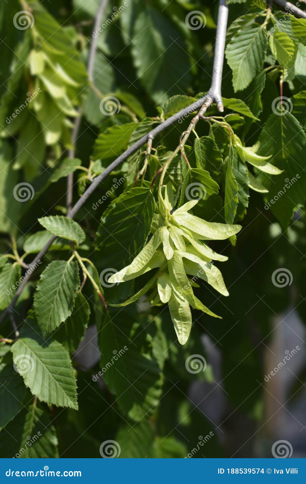 Weeping hornbeam stock photo. Image of botany, betulus 188539574