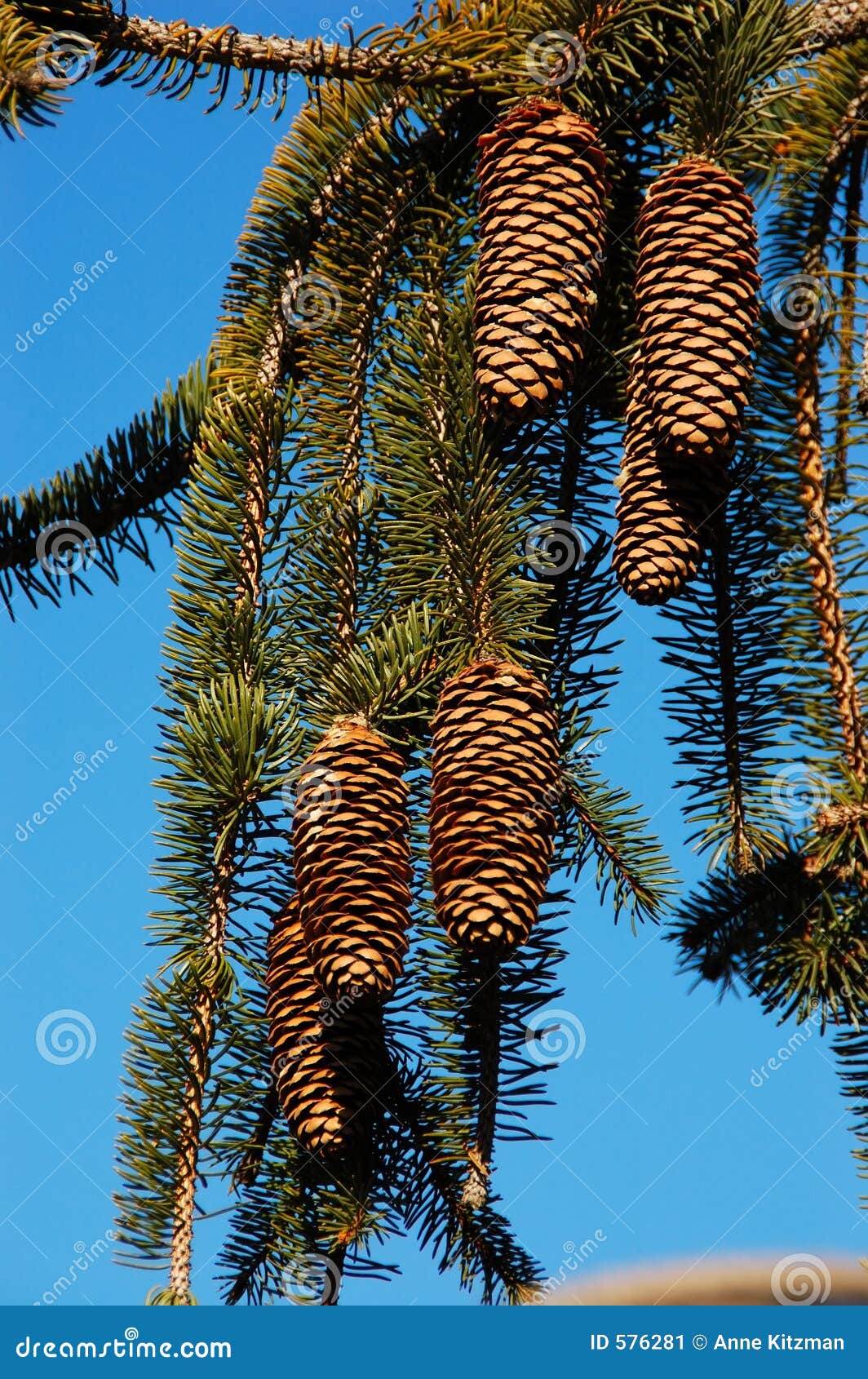 Weeping White Pine Tree Stock Image - Image: 576281