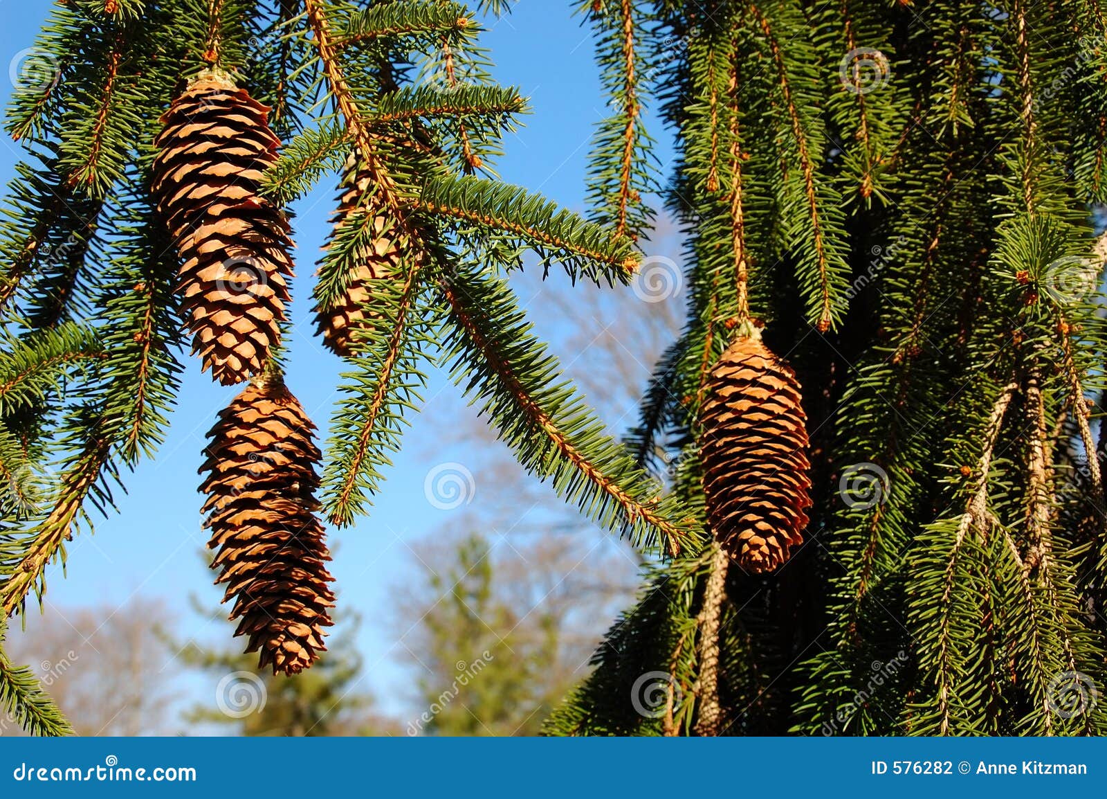 Weeping White Pine Tree Stock Photo Image Of Cultivar 576282