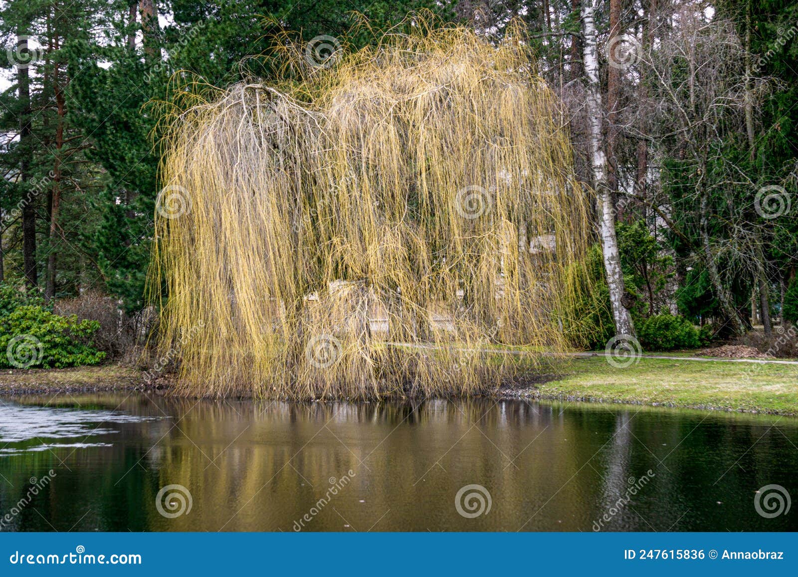 Weeping Willow on the Bank of the City Pond in Early Spring. Stock