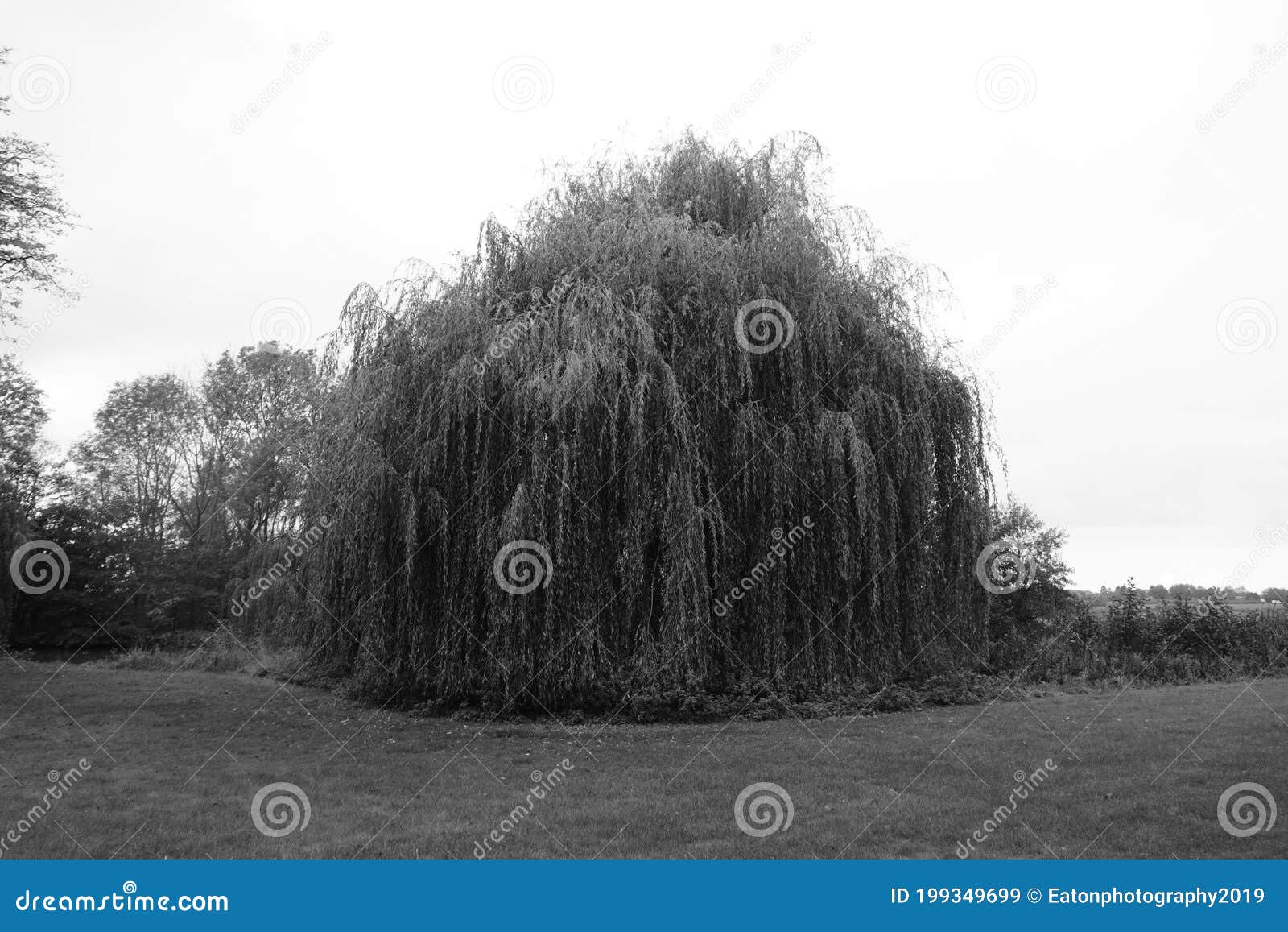 Weeping Willow in Black and White Stock Image Image of tree, weeping 199349699