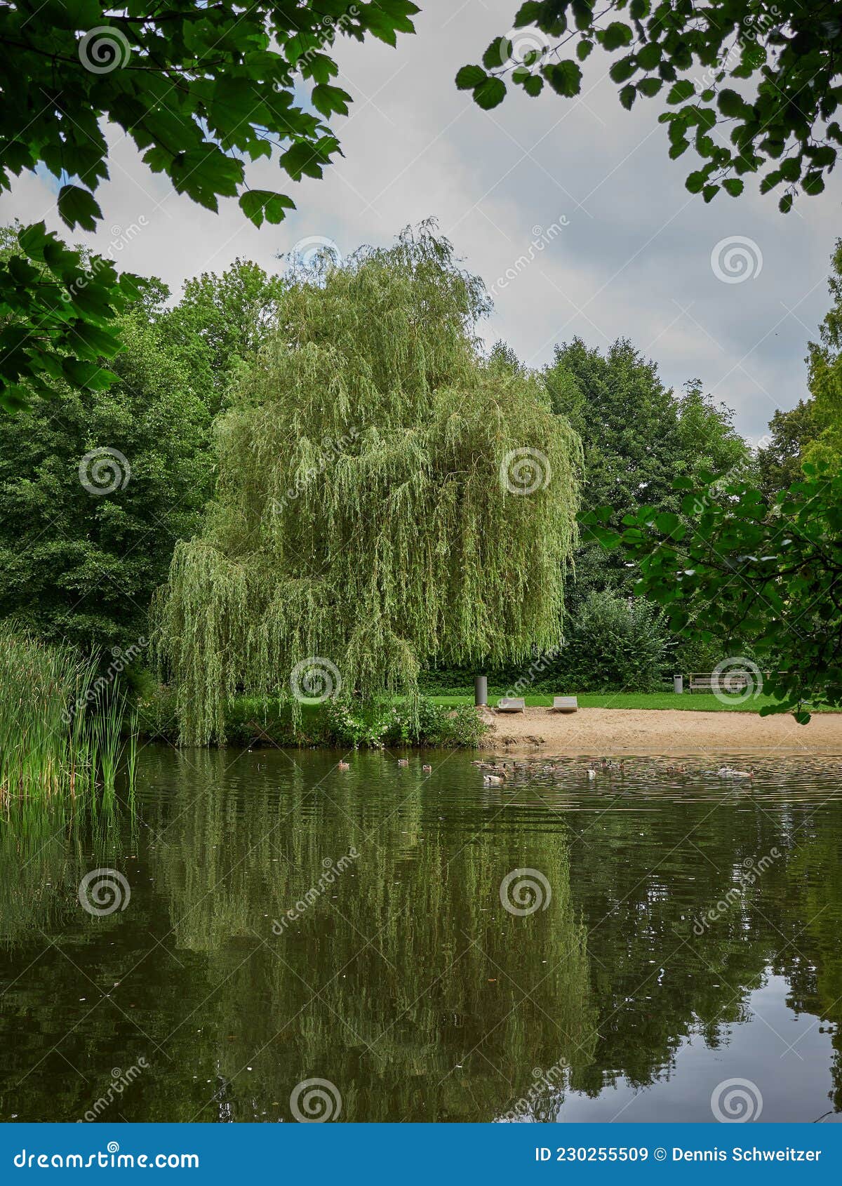 Weeping willow at the pond stock image. Image of beautiful 230255509