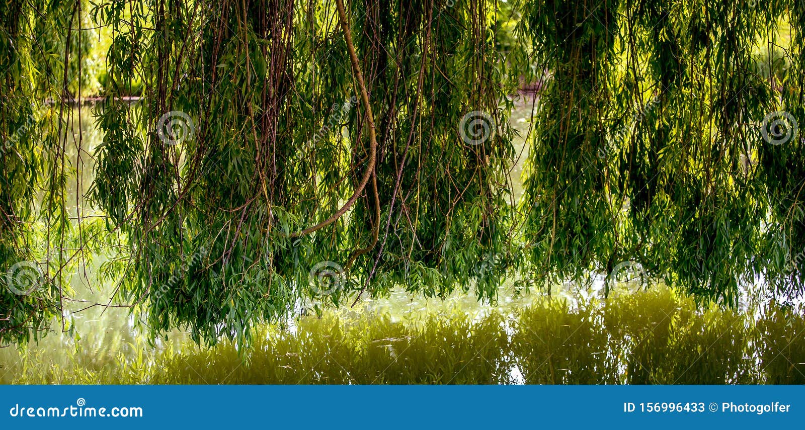Weeping Willow on a Pond in Santeny Stock Image Image of reflections
