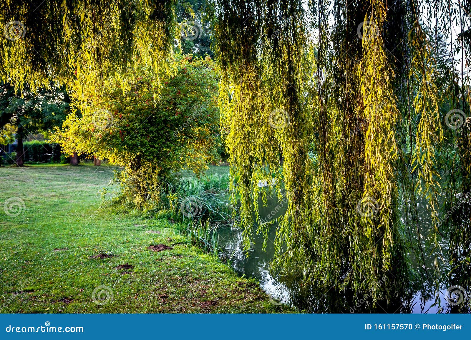 Weeping Willow on a Pond, France Stock Photo Image of foliage, france