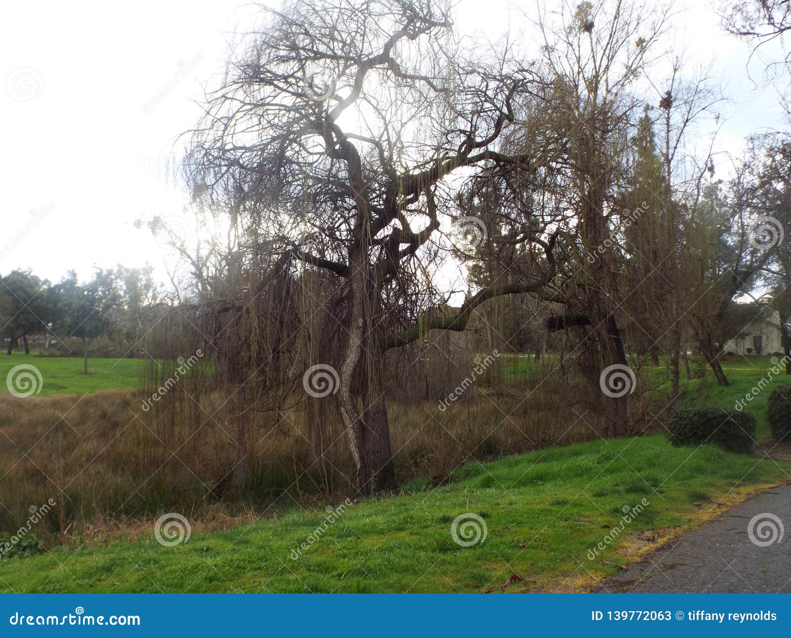 Weeping willow stock image. Image of dead, weeping, tree 139772063