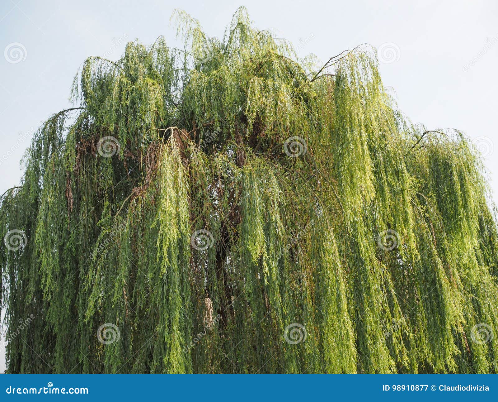 Salix babylonica (Babylon Weeping Willow, Silver Willow, Weeping Willow)