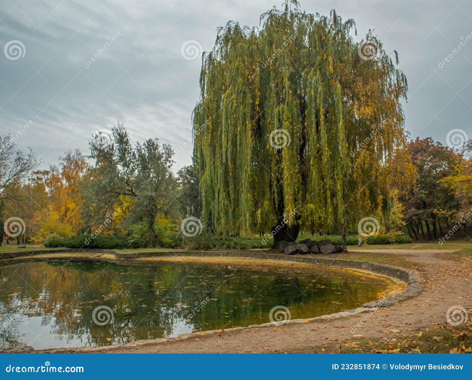 Weeping Willow on the Shore of the Pond Stock Photo Image of stones
