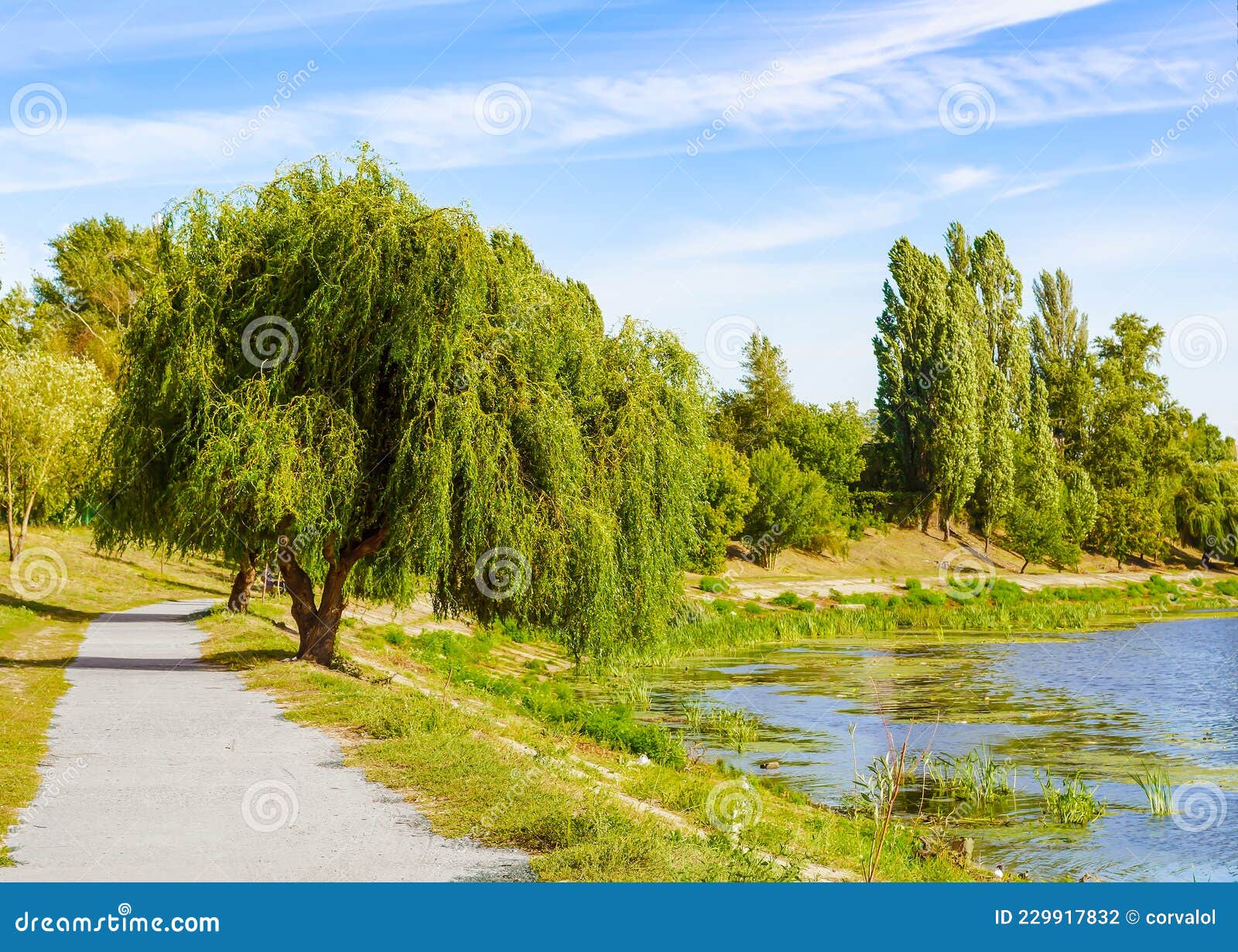 Weeping Willow Tree Also Known As Babylon Willow or Salix Babylonica Stock Photo Image of