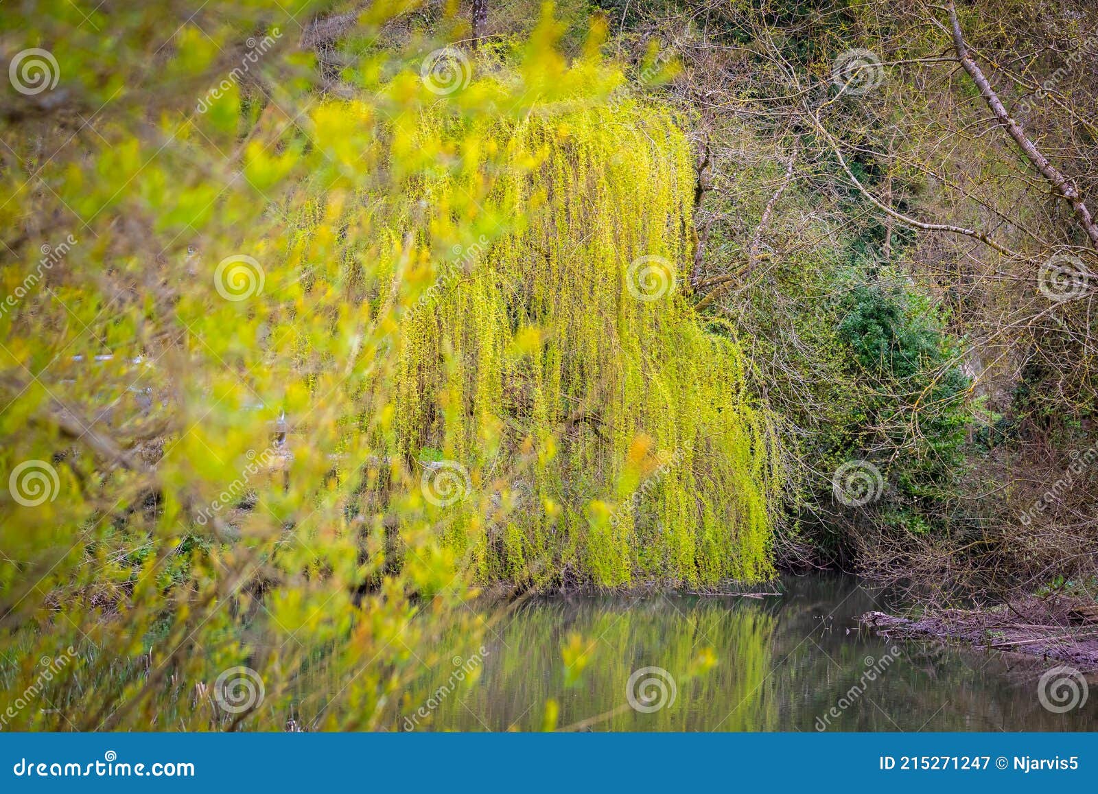 Weeping Willow Tree With Brilliant Display Of Drooping Yellow Catkins