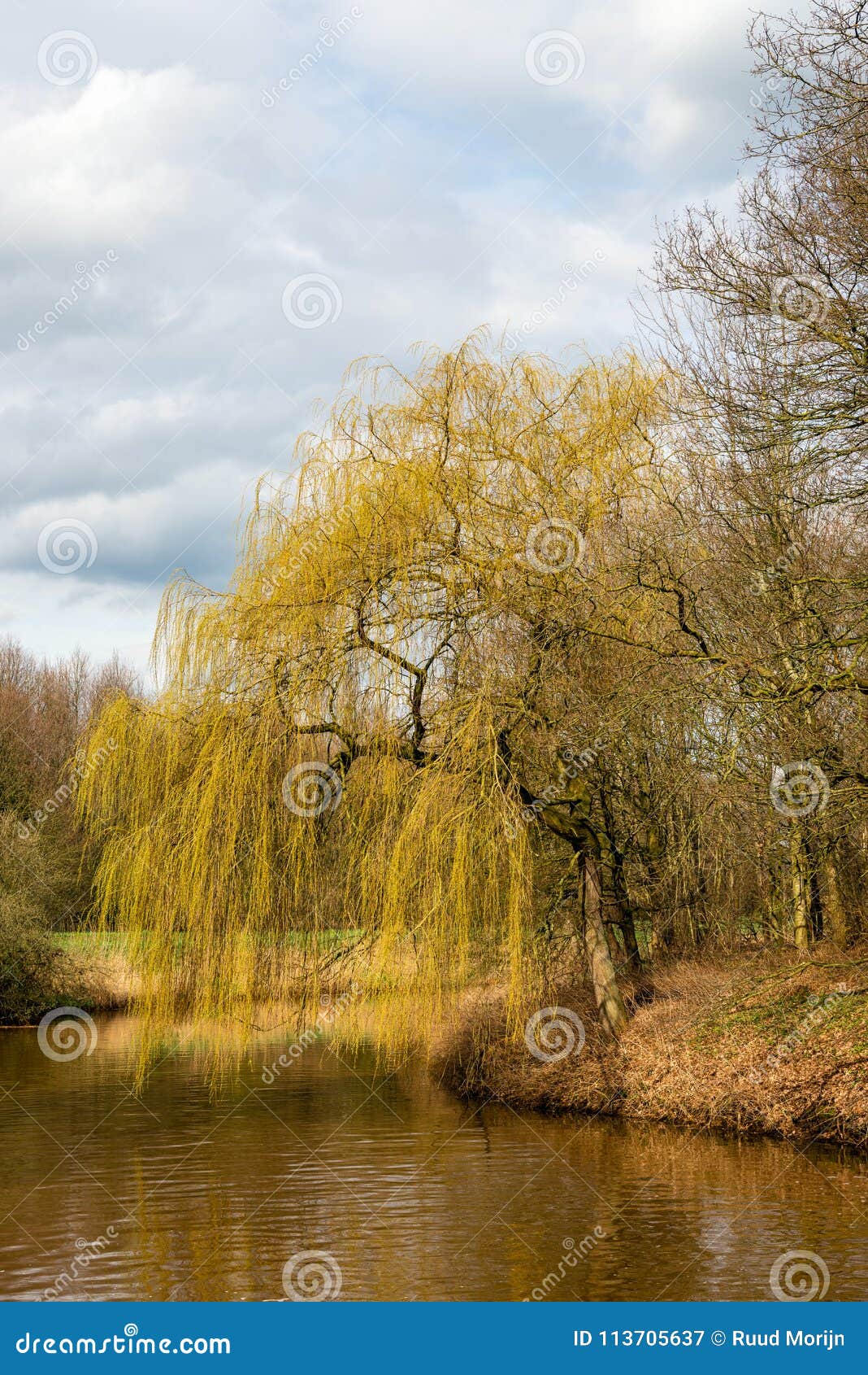 Budding Weeping Willow Tree in the Beginning of the Spring Season Stock