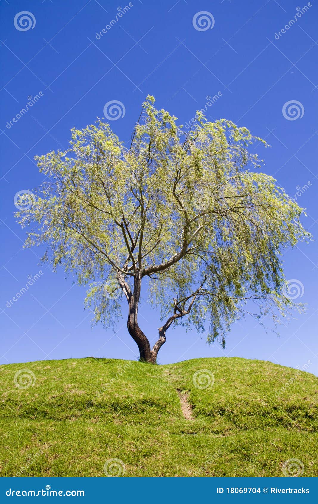 weeping willow tree on a hill with footpath