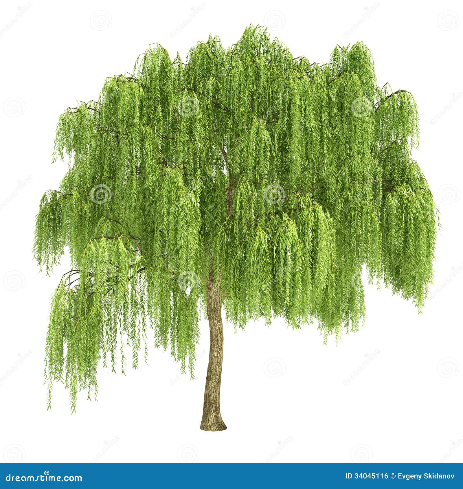 Free Salix X Sepulcralis  Weeping Willow Tree Drawing  nohatcc