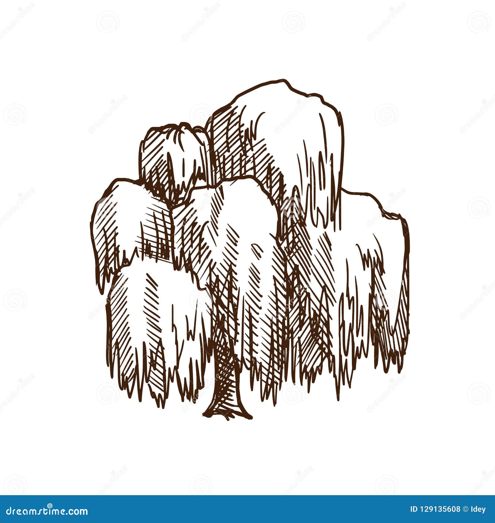 Willow Drawing Black And White  Willow Leaves Sketch HD Png Download   Transparent Png Image  PNGitem