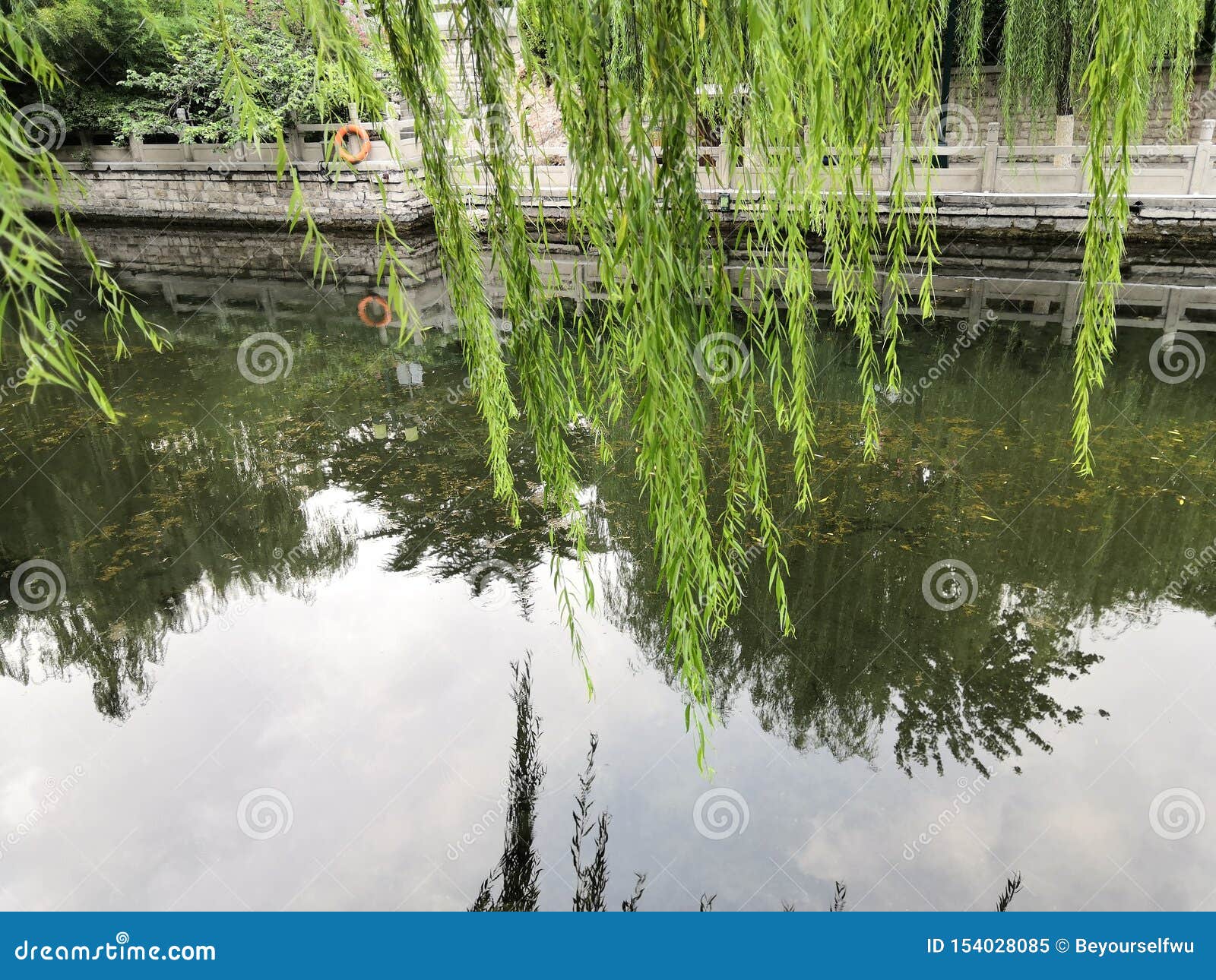 weeping-willows-are-reflected-in-the-clear-spring-water-stock-image