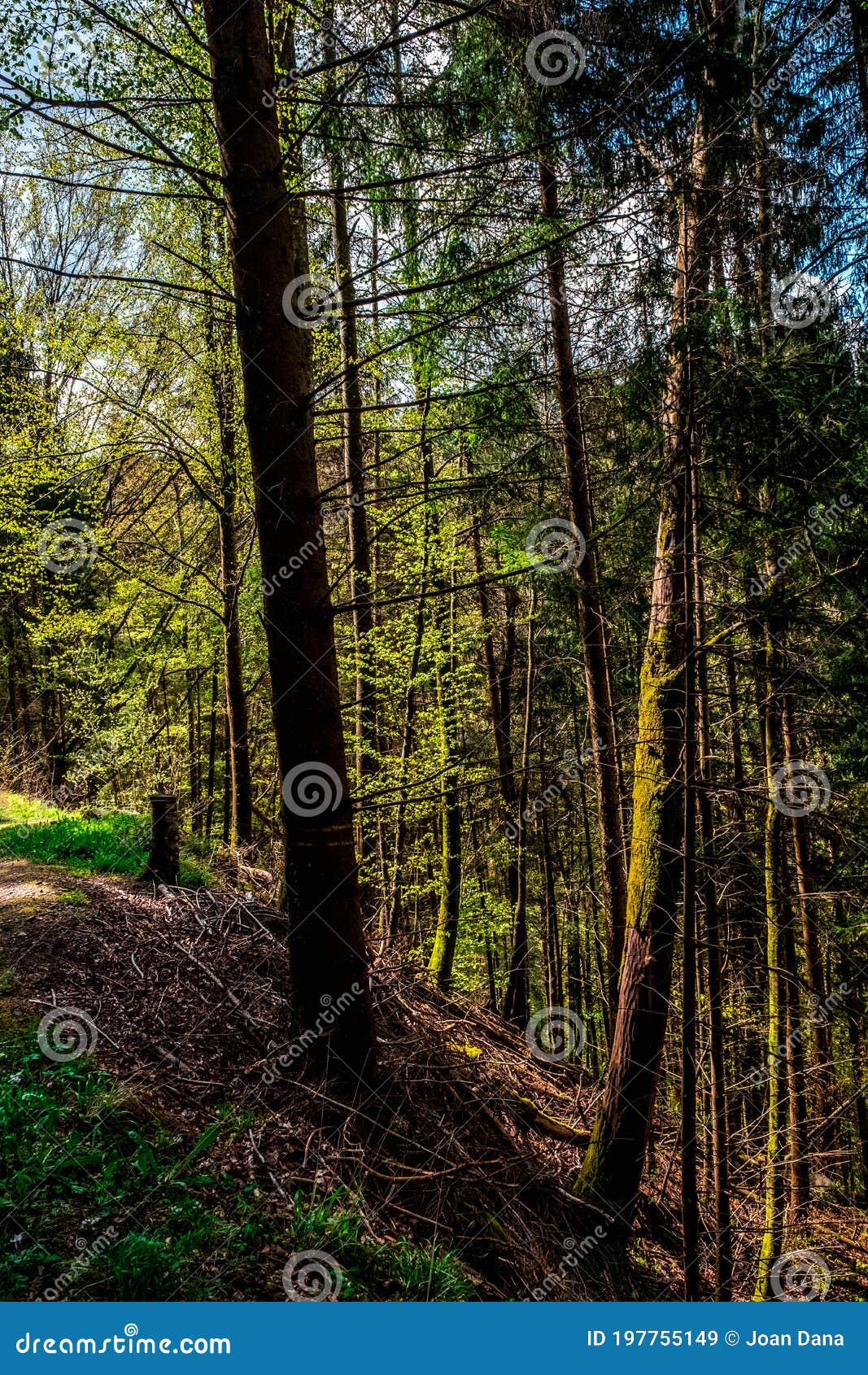 Jasje betalen Moedig aan Weergave Van Het Bos in Het Zwarte Woud, Duitsland Stock Afbeelding - Image  of groen, bomen: 197755149