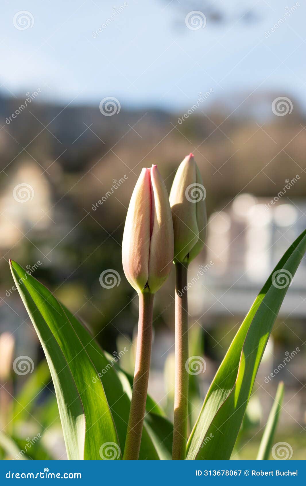 tulip flowers in weesen in switzerland