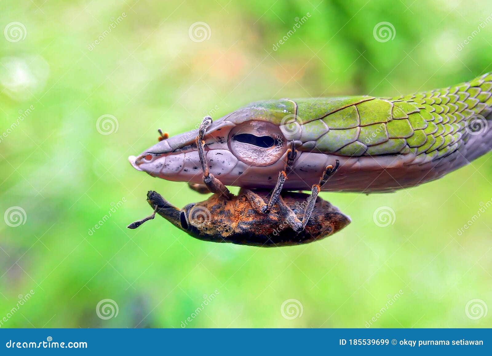 Insect Fly Head Snake Stock Photos - Free & Royalty-Free Stock Photos from  Dreamstime