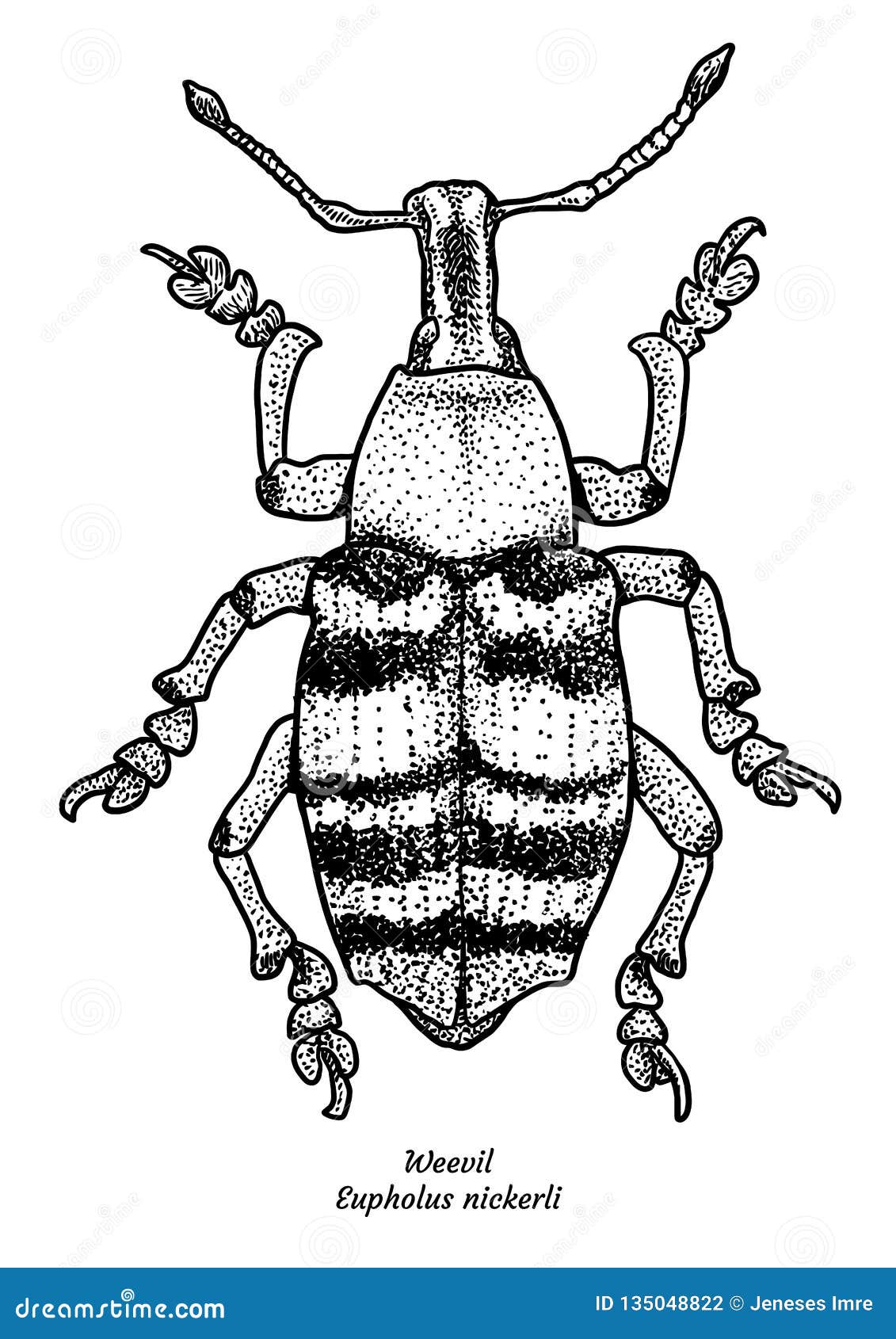 Weevil Illustration, Drawing, Engraving, Ink, Line Art, Vector Stock