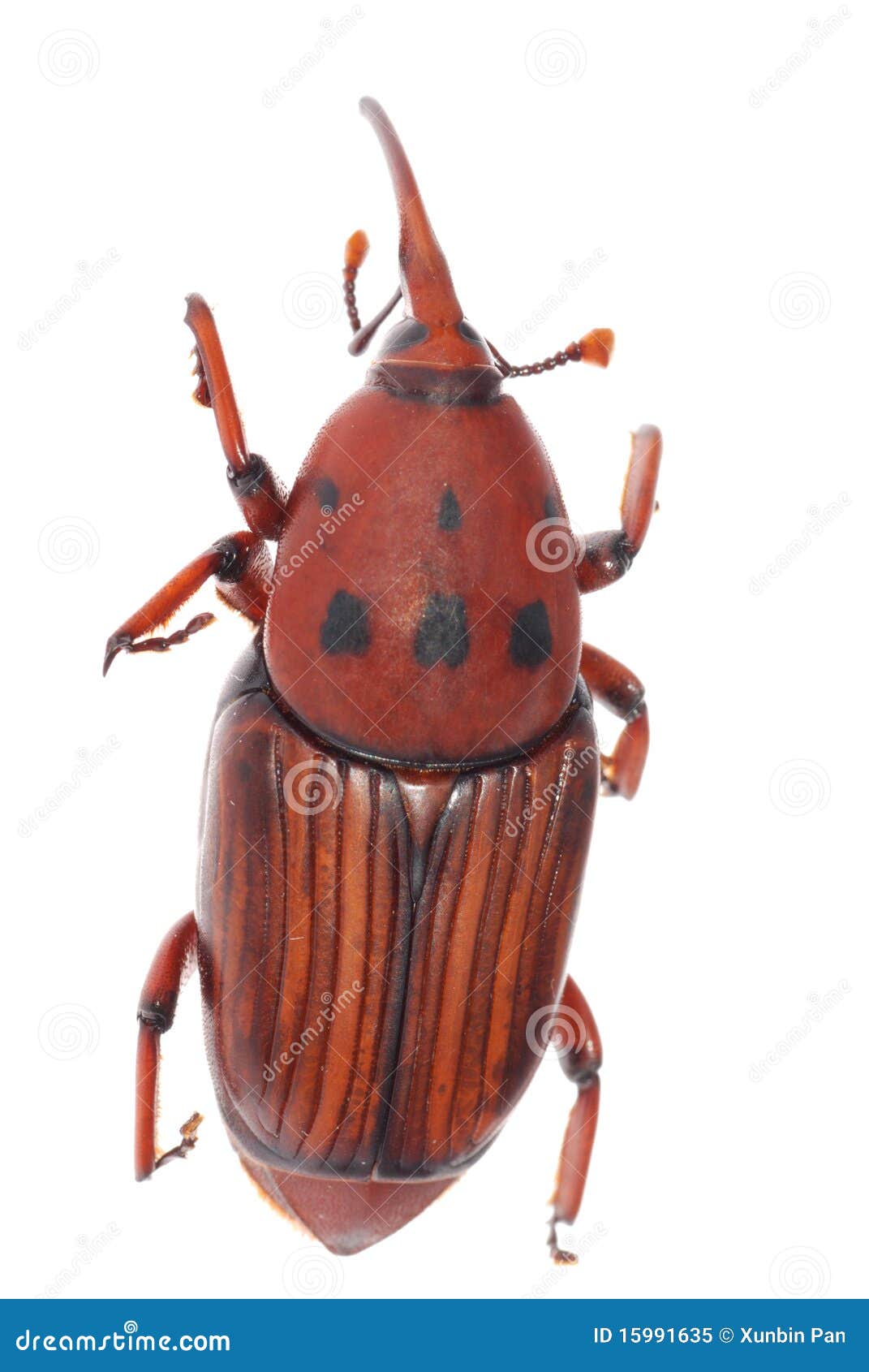 weevil snout beetle