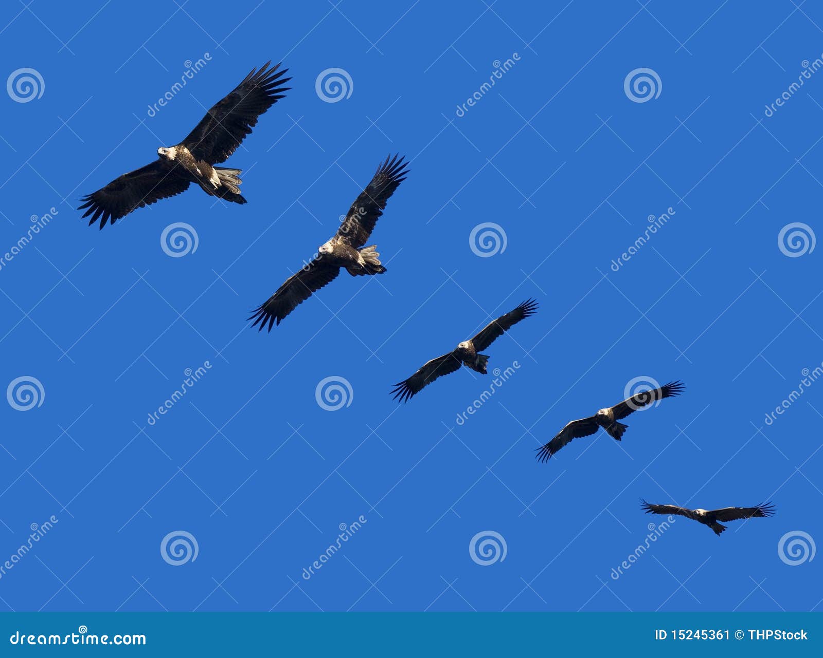 wege-tail eagle montage