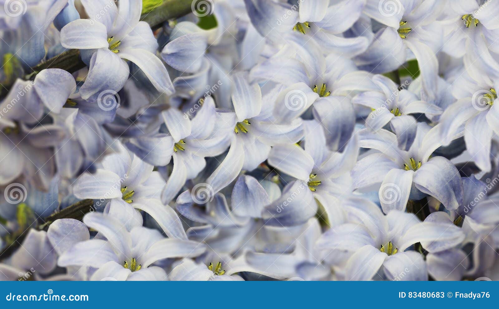 Weiss Blaue Lila Blumen Ausfuhrliche Vektorzeichnung Blumentapete Fur Design Stockbild Bild Von Outdoor Landschaft 83480683