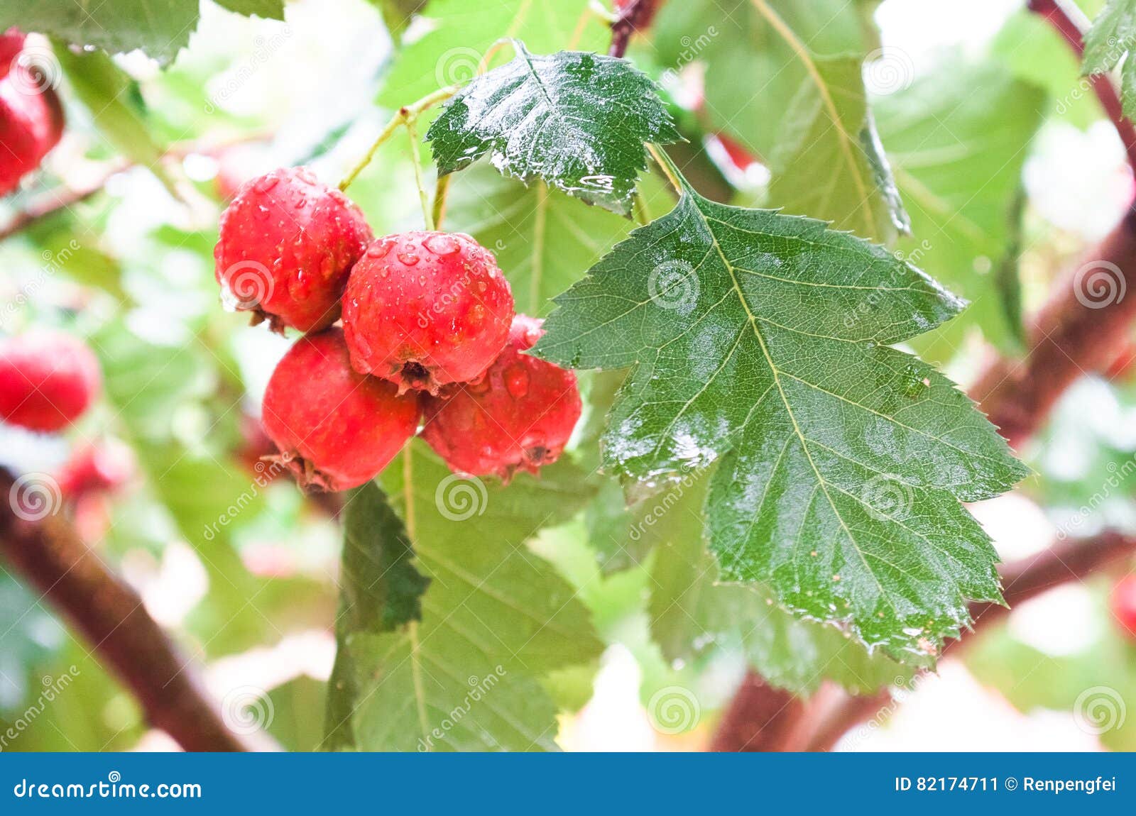 Weissdorn Stockbild Bild Von Nahrung Frucht Abschluss 82174711