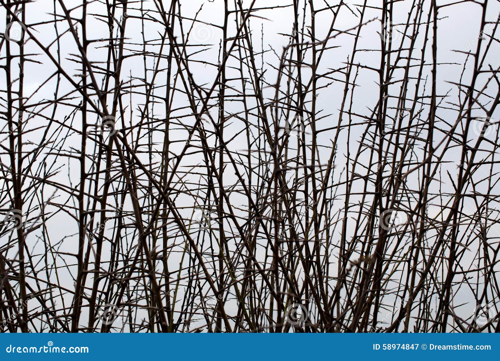 Weissdornhecke Im Winter Stockbild Bild Von Kalt Grau 58974847