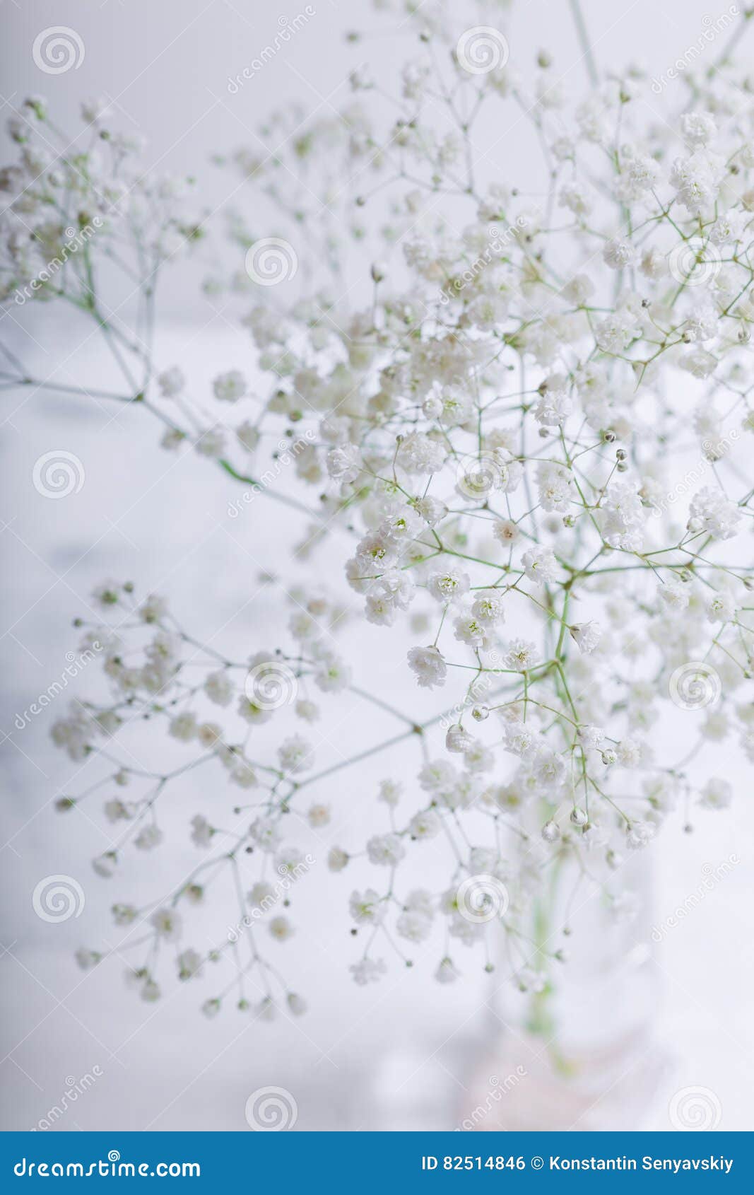 Weisse Blumen Von Gypsophila Auf Einem Weissen Hintergrund Stockfoto Bild Von Fotographie Betrieb 82514846