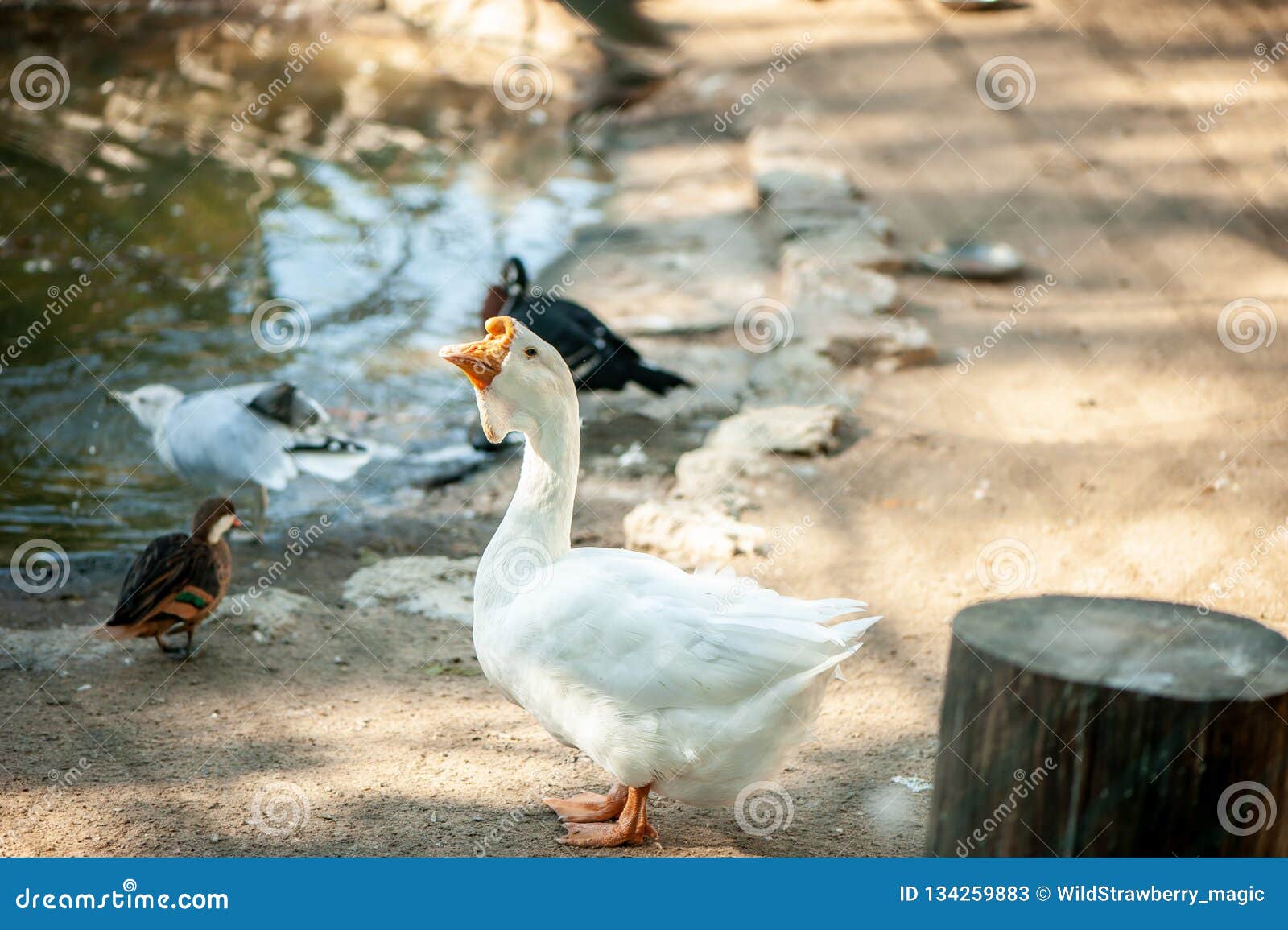 358 Lustige Gans Fotos Kostenlose Und Royalty Free Stock Fotos Von Dreamstime