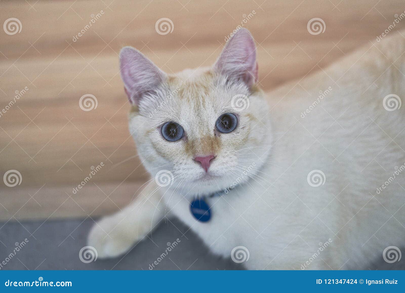 Weiße Katze Mit Blauen Augen Stockfoto Bild Von Katzen