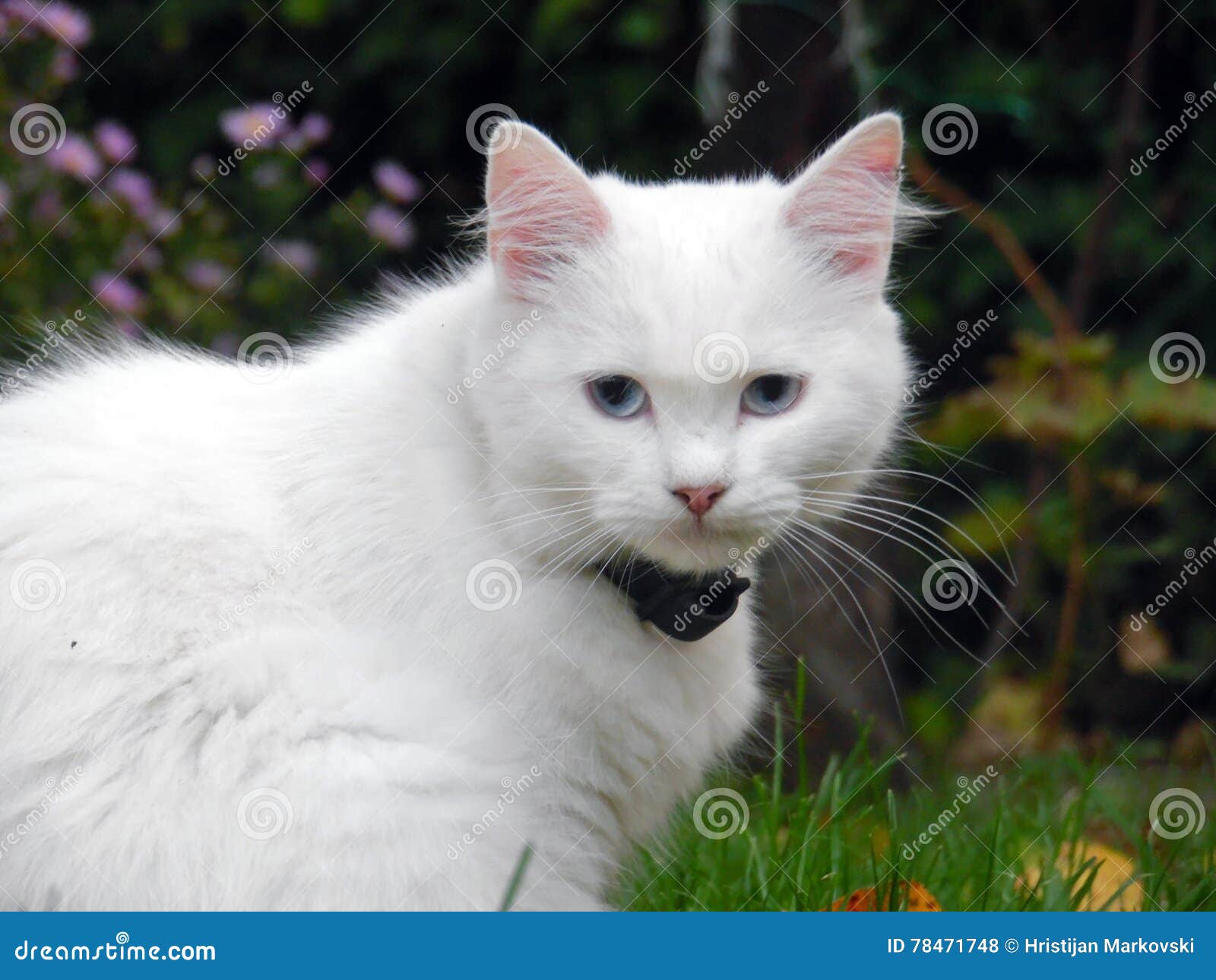 Weisse Katze Mit Blauen Augen Stockfoto Bild Von Augen Weisse