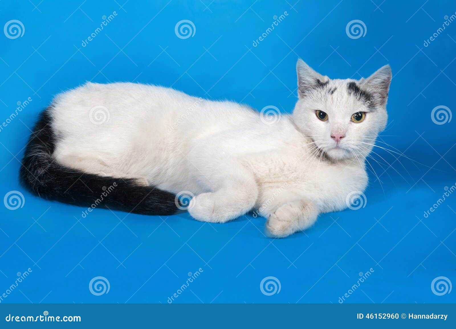 Weiße Katze Mit Schwarzen Flecken Liegt Auf Blau Stockfoto